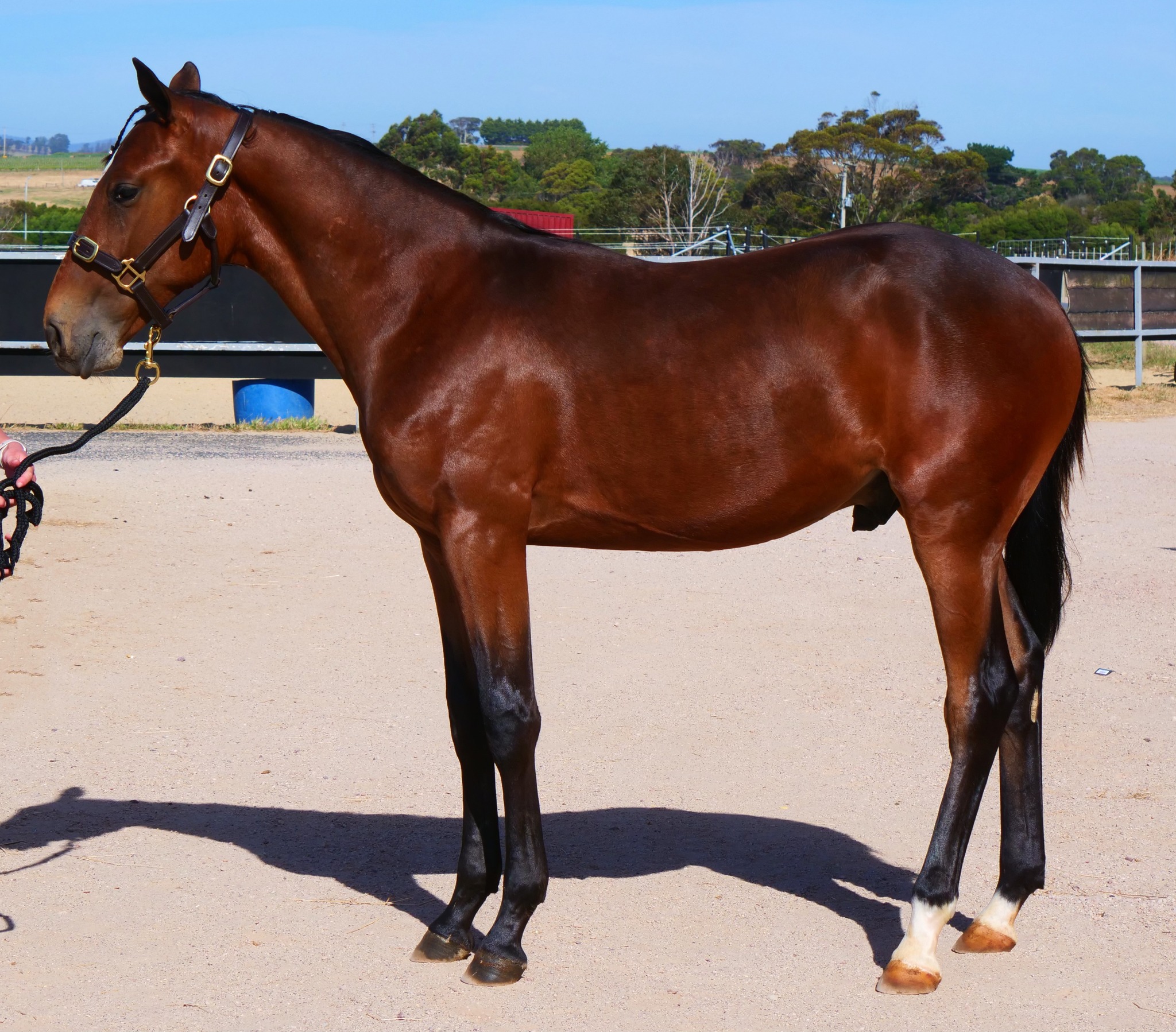 Lot 17 – Catch The Fire x Linniemach (Mach Three) – Colt