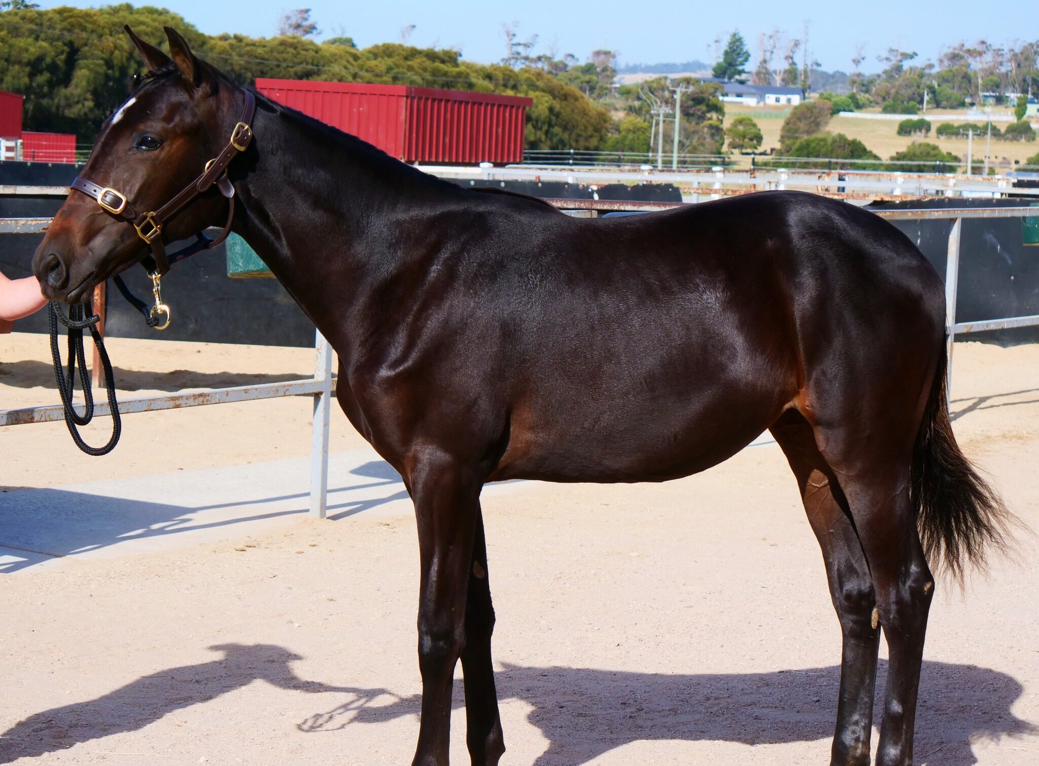 Maxfield Standardbreds set for strong draft at February sale