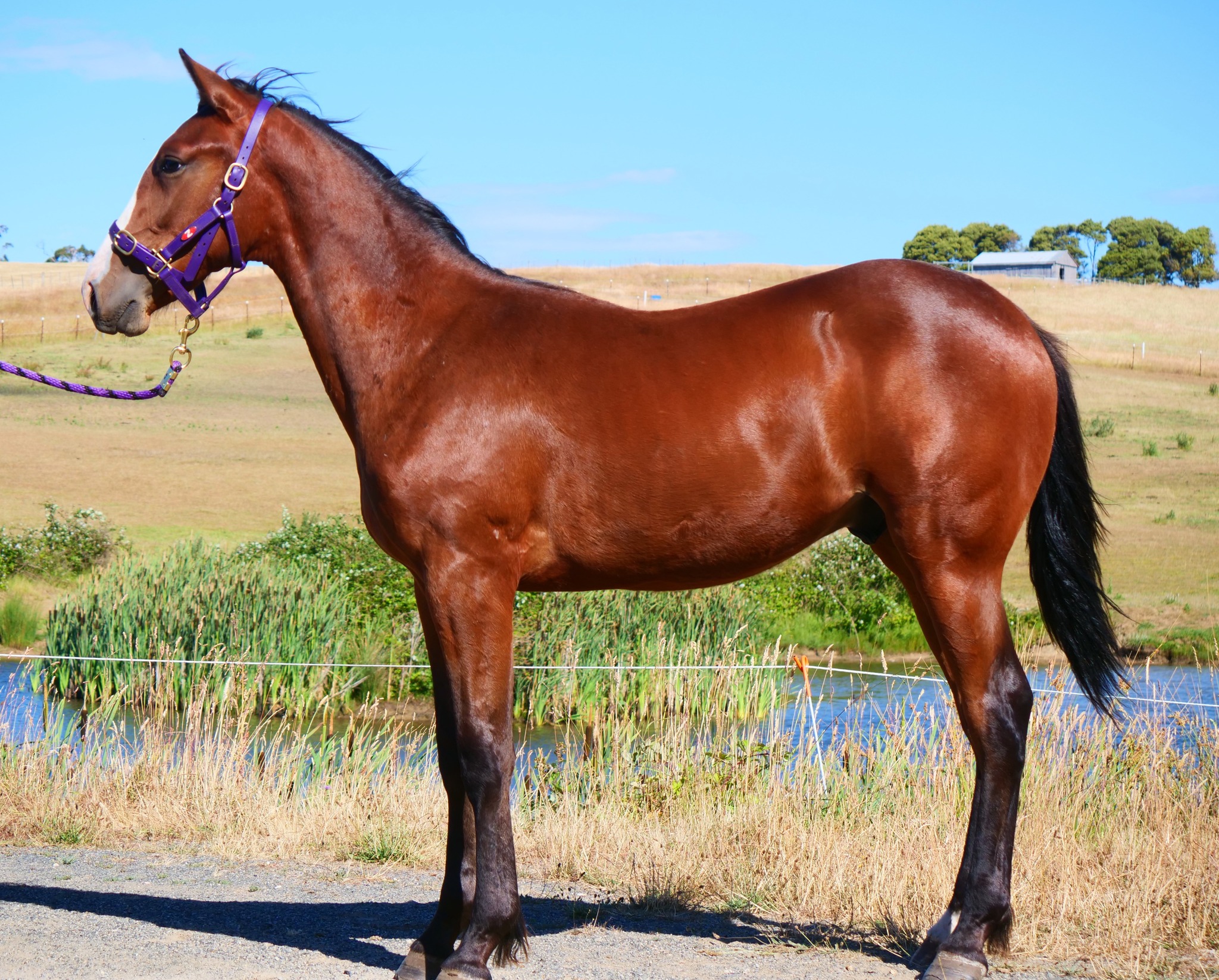 Nutrien Tasmanian Yearling Sale builds momentum