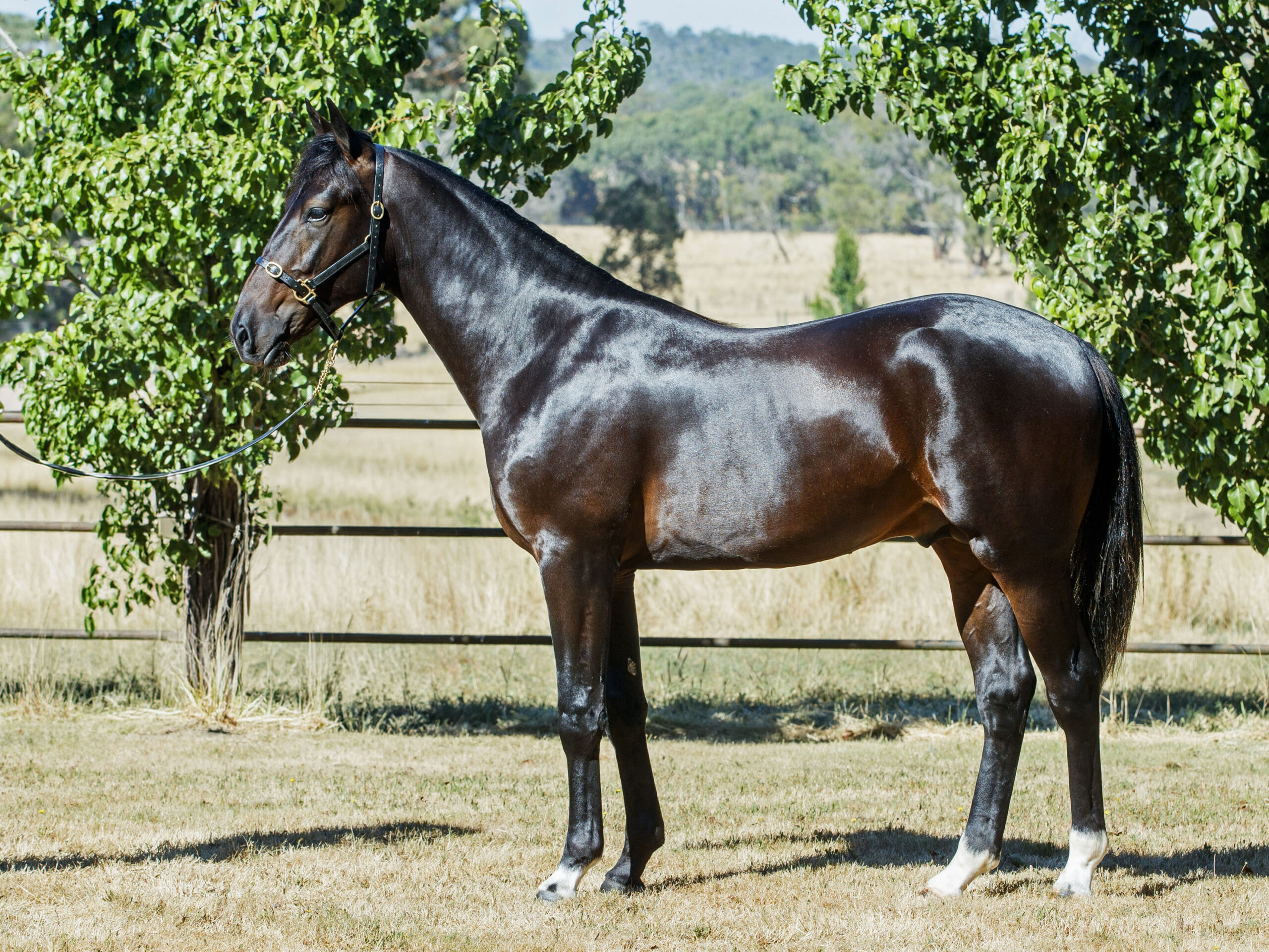 Oakbank may have the surprise packet in Melbourne