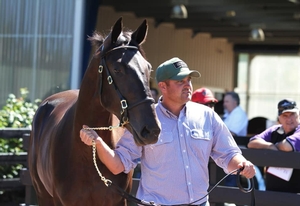 Stockton aims to qualify handy mare for $150,000 feature