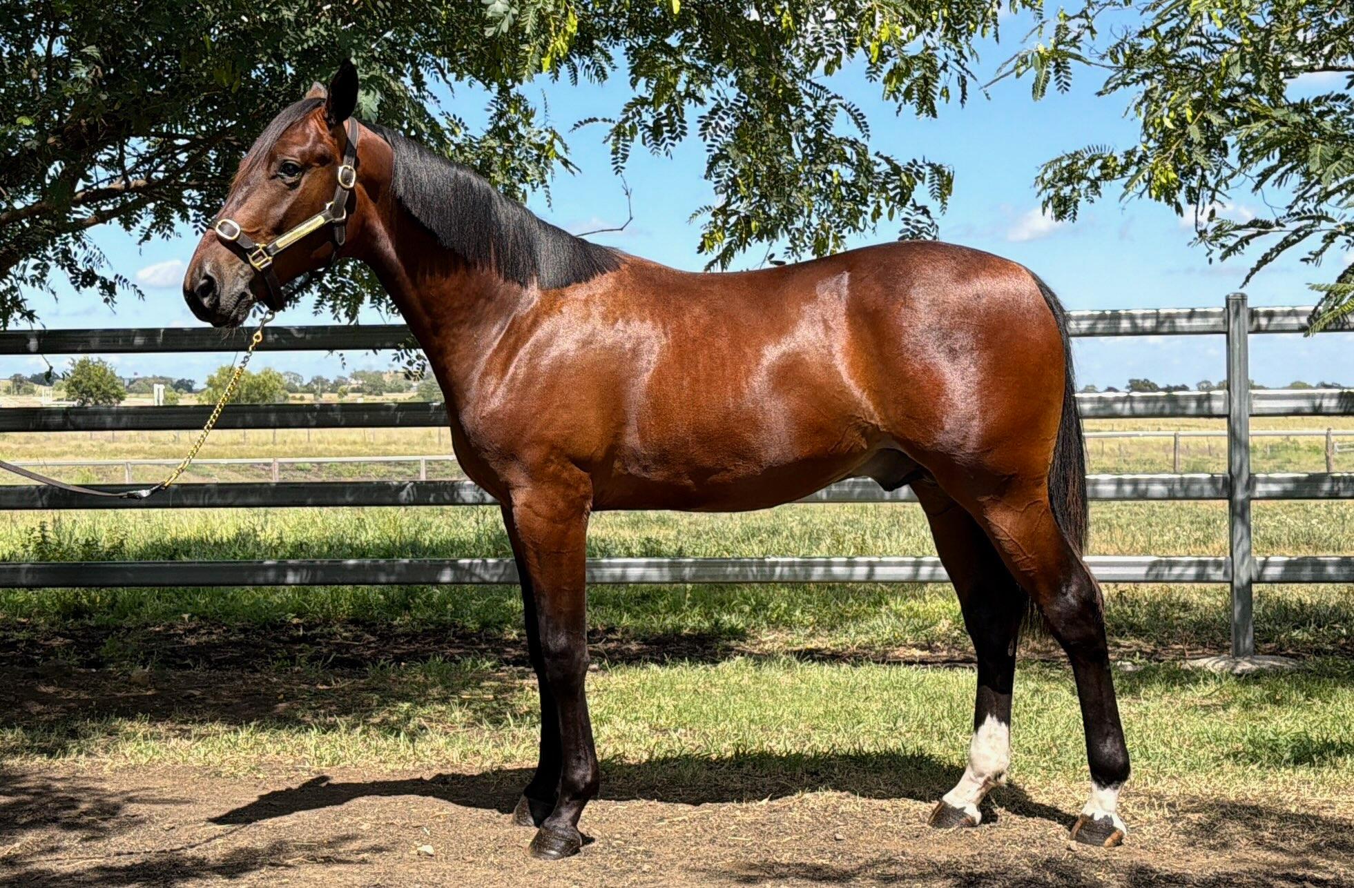 Trotters Add Depth to APG Queensland Sale