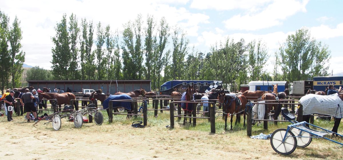 Stumpy a Star at Cromwell