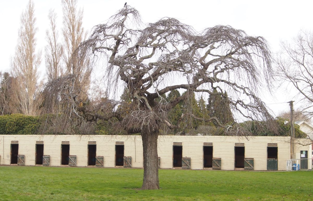 Gore Harness Racing Club Celebrates 125 Years