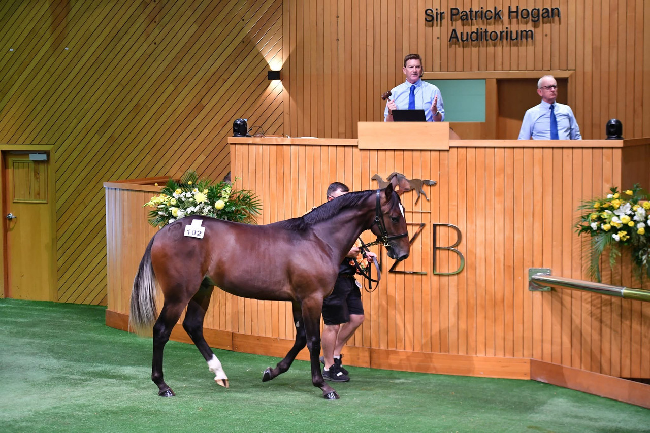 From Parade Champion to $140,000 at Karaka