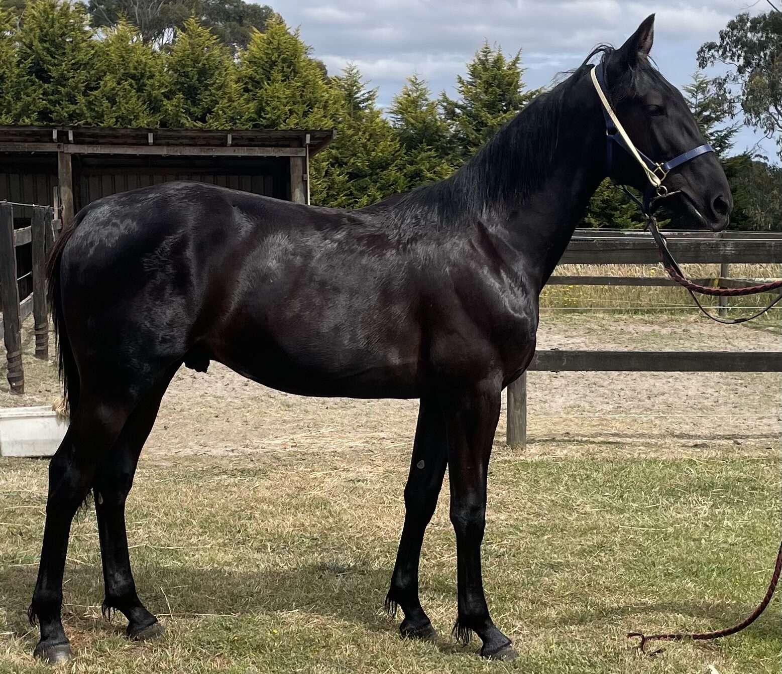Sue Maine offers Captain Crunch and Rock N Roll Heaven colts