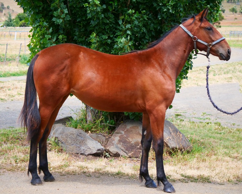 Former champion golfer swaps fairways for fillies