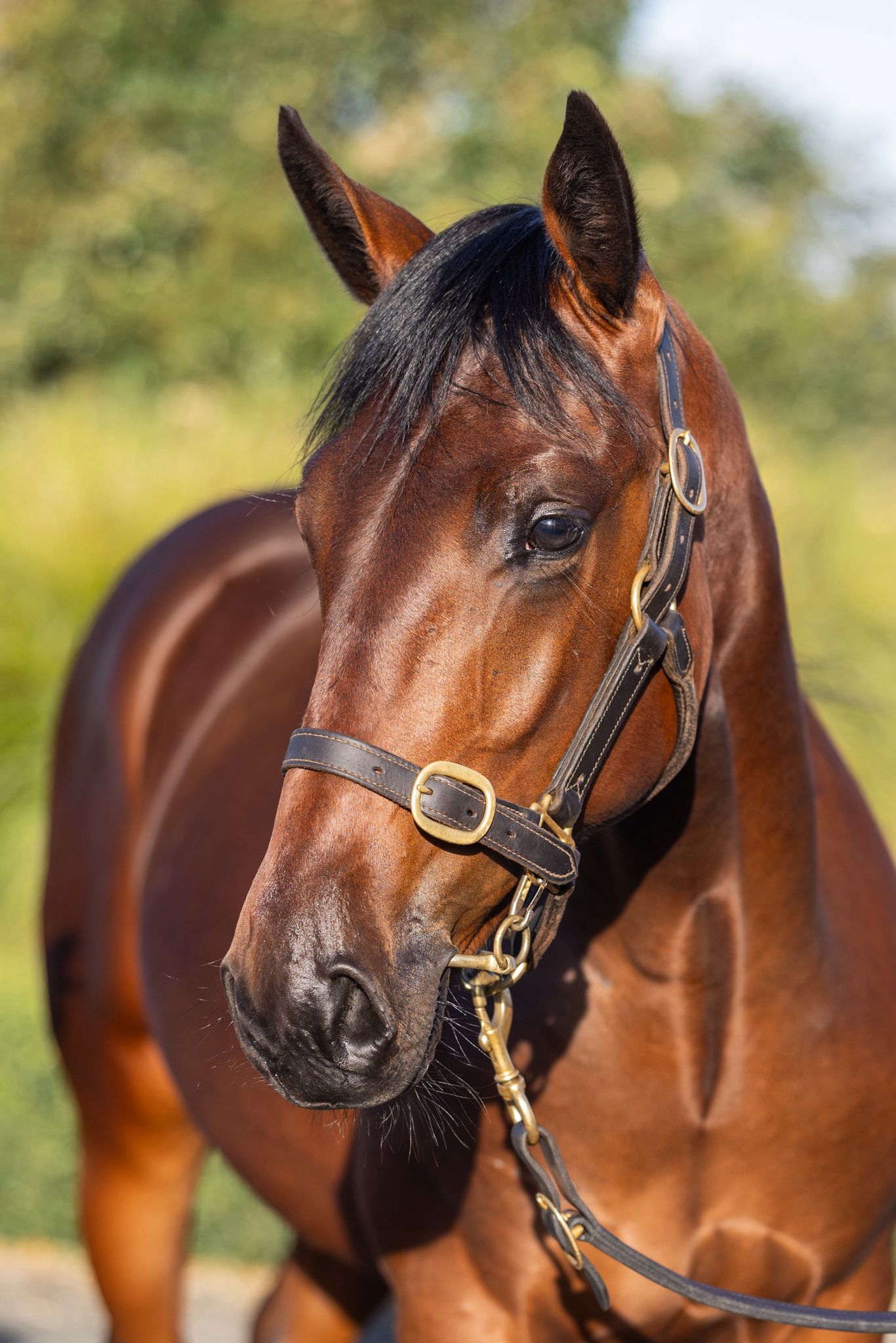 Two American colts to go under hammer