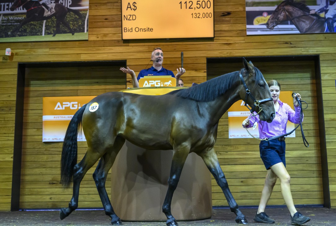 Pair of quality fillies Top APG Melbourne Sale
