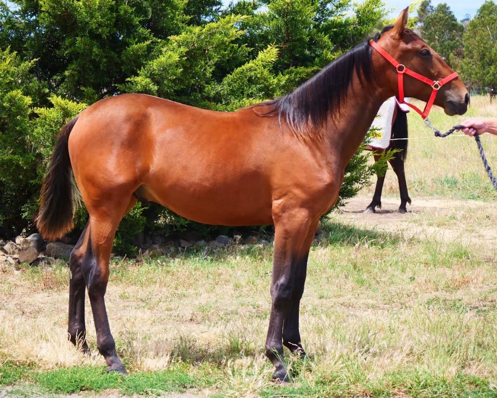 Salter set to offer well-related Vincent colt at Tasmanian Yearling Sale