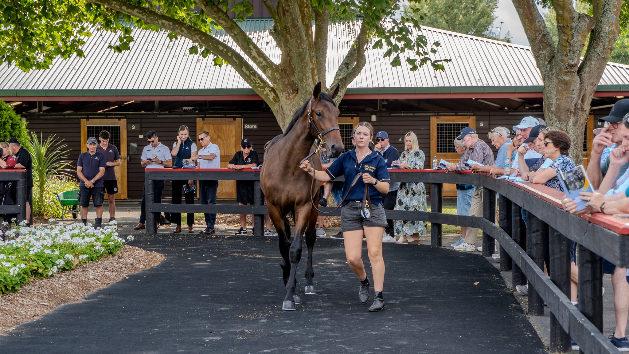 Elite Northern Hemisphere genetics shine at 2026 NZB Yearling Sale