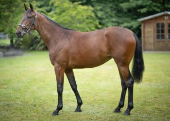 Trotters dominate Christchurch Sales