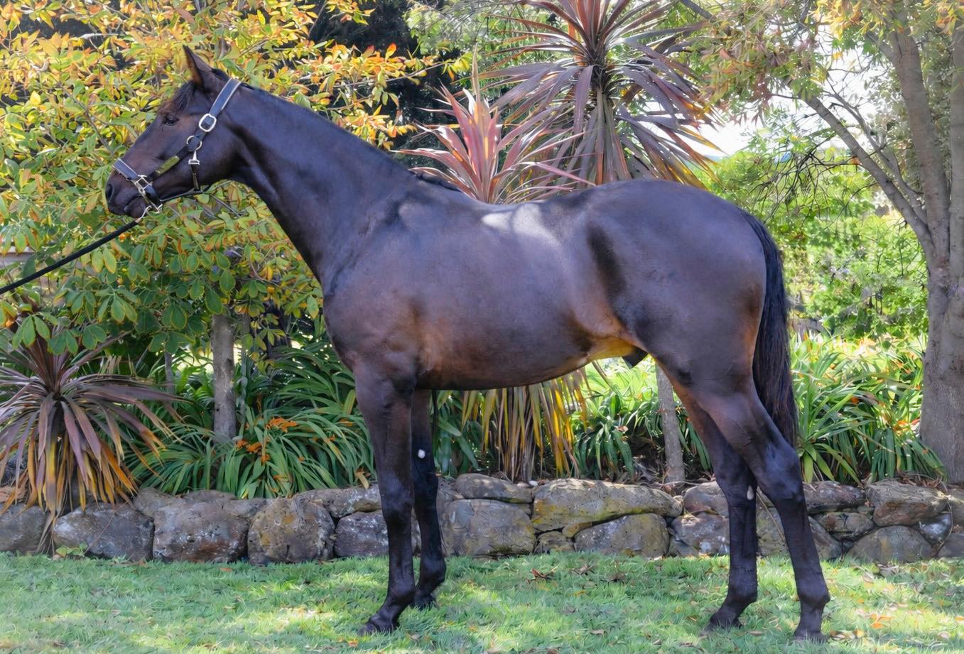 Bling It On Colt set to turn heads at Tasmanian Yearling Sale