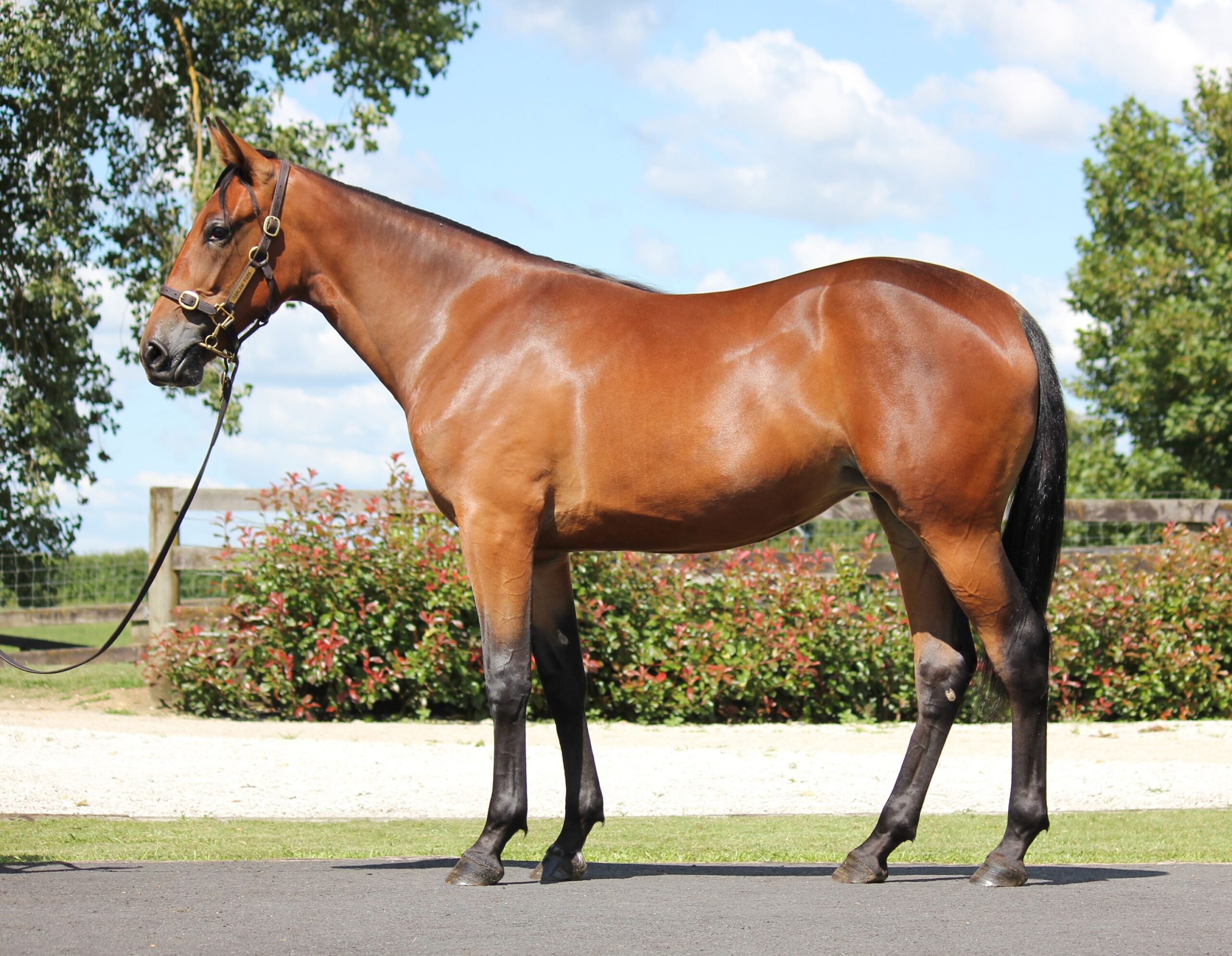 Focus on vendors with single lots