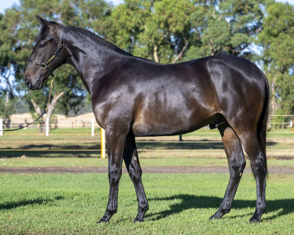 KTC Bloodstock primed for a big sale