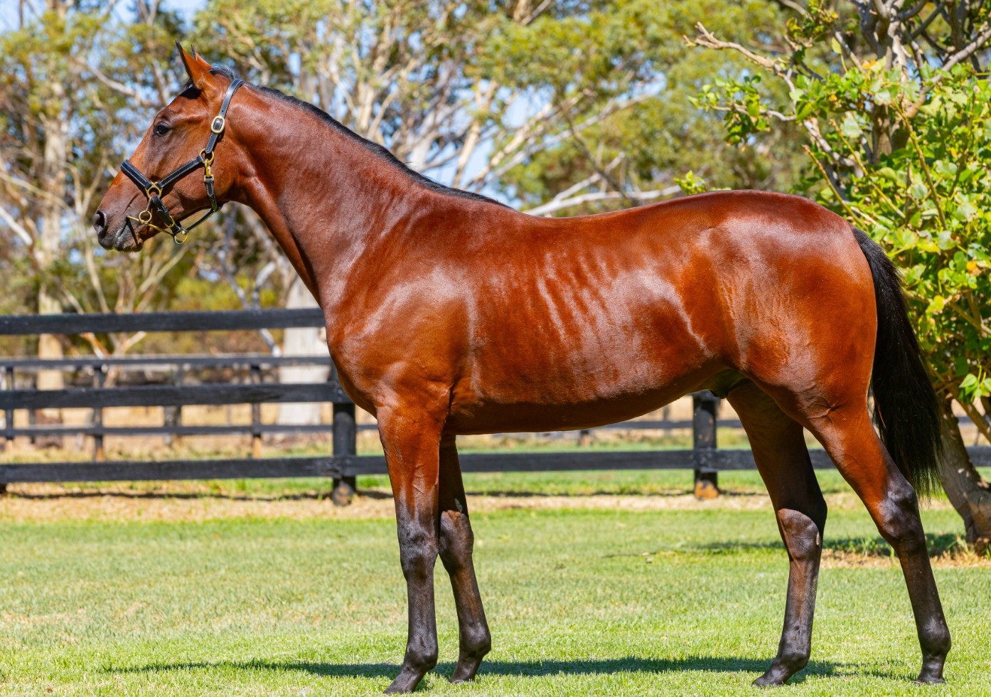 Allwood Excited About Stacked Perth Yearling Draft