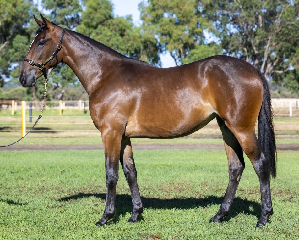 Peterson’s mare is a High Achiever