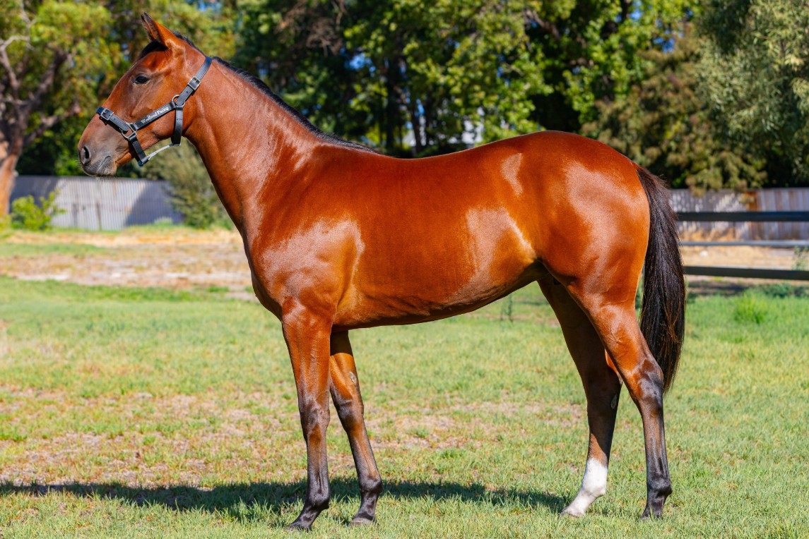 Pinjarra double bolsters new breeders