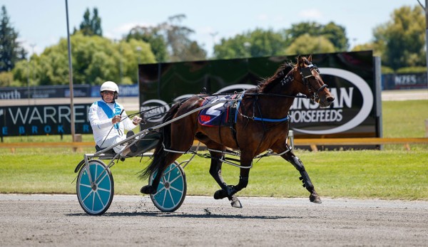 Inter Dominion winning trainer returns to the sulky
