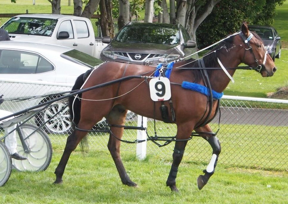 Pinseeker runs at Menangle