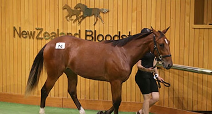 Trotters spark big interest at NZB Standardbred National Yearling Sales