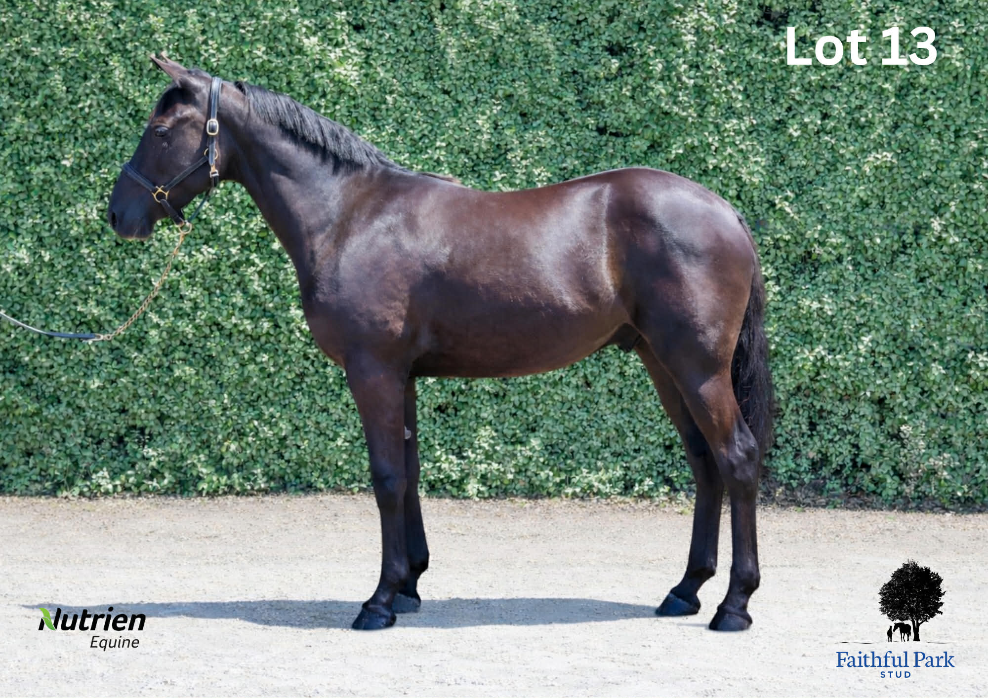 Bettor’s Wish gelding headlines Maine draft at Tasmanian Yearling Sale