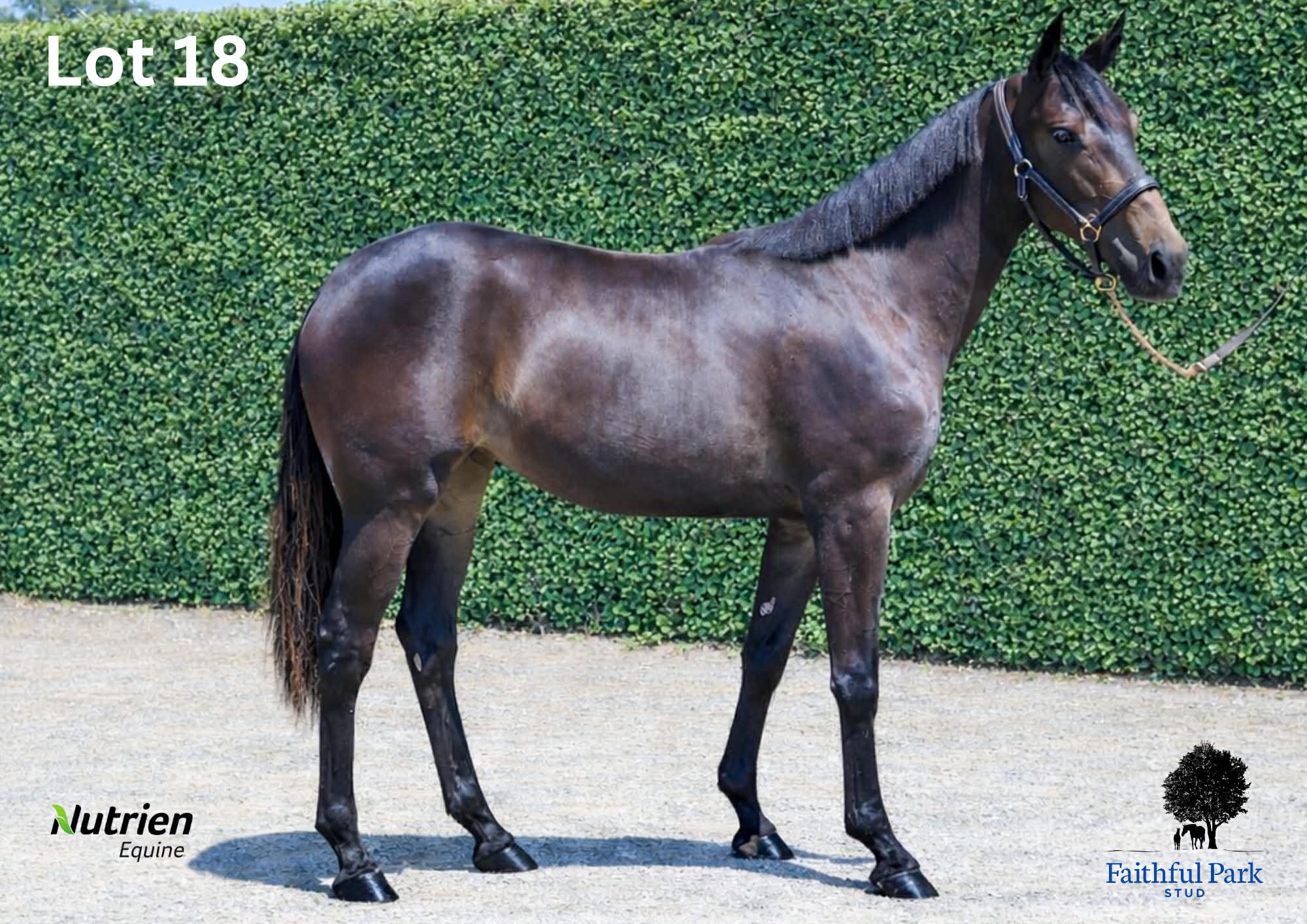 Lot 18, the Sweet Lou filly from the strong Its All Bliss maternal line