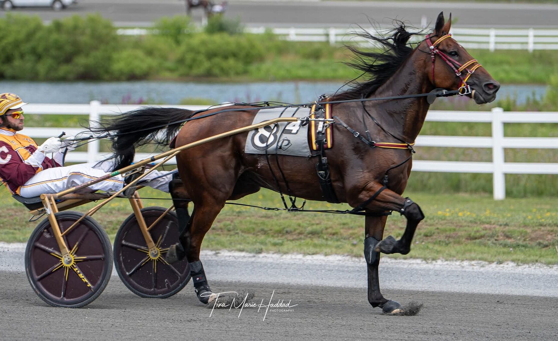 Mitchell Cushing ready for career highlight in $300,000 Spirit of Massachusetts Trot
