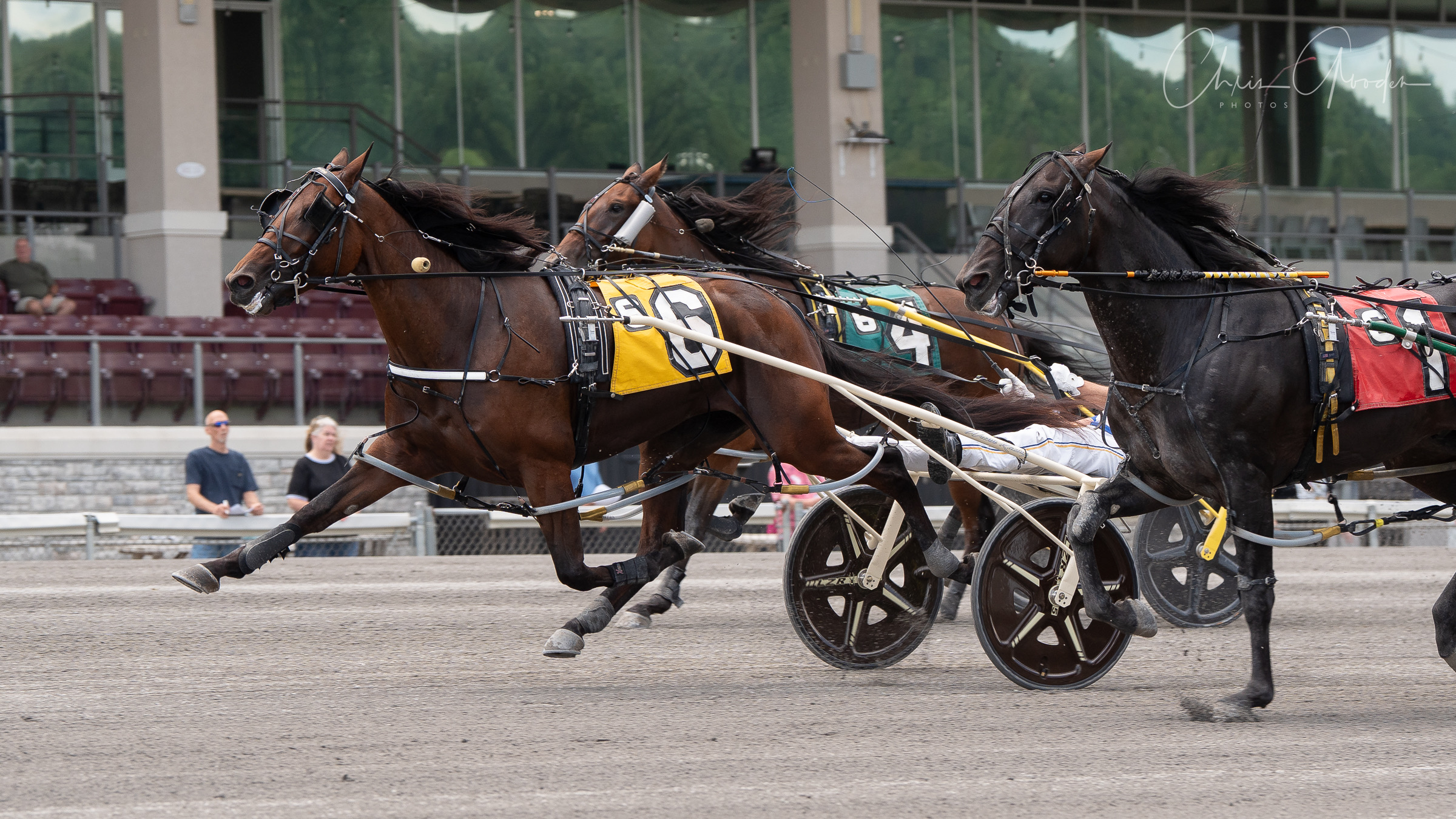 Odds On Mr Mamba, Al Papi victorious in Grade 1 Adios eliminations